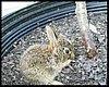 baby-rabbit2.jpg